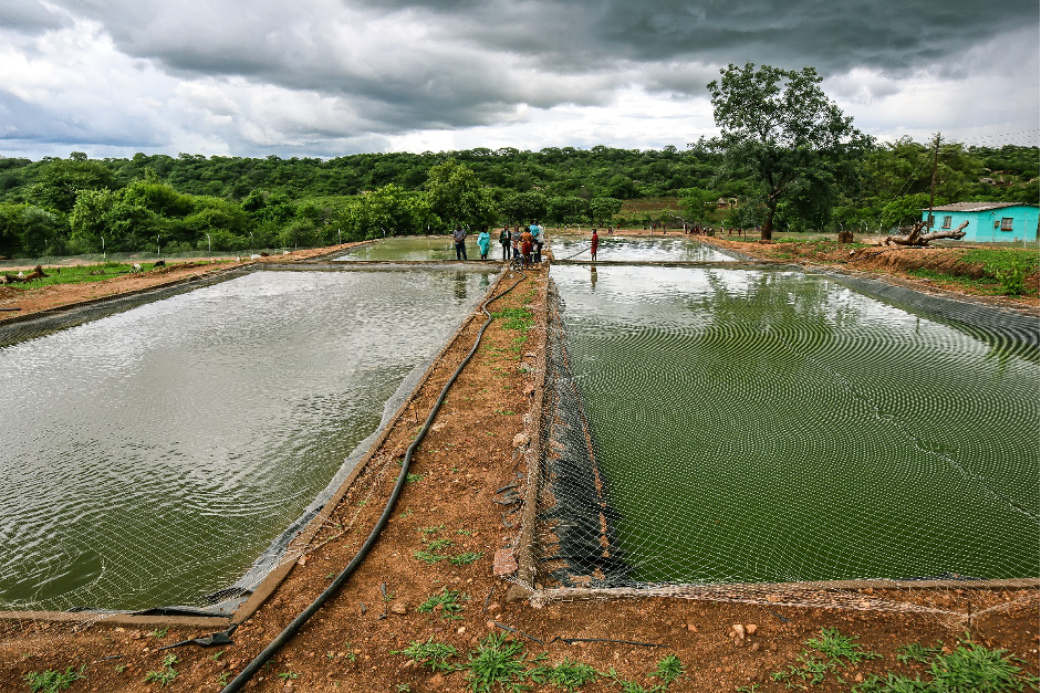 pond 1